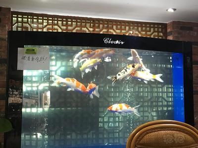 1.2米魚缸錦鯉：一個1.2米的魚缸養(yǎng)5到7條錦鯉合適嗎？ 魚缸百科 第2張