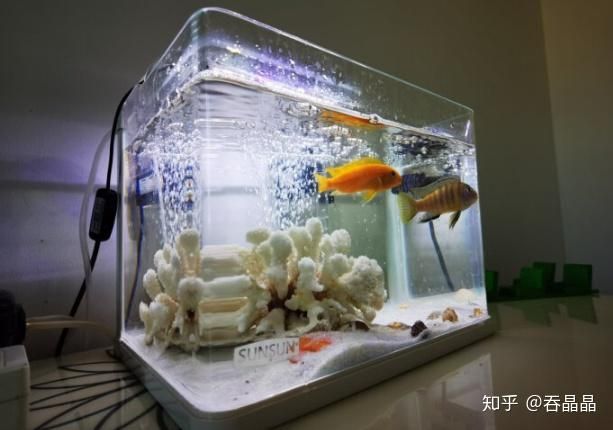 不用電的魚(yú)缸過(guò)濾器有用嗎知乎：不用電的魚(yú)缸過(guò)濾器實(shí)用性時(shí)需要考慮魚(yú)缸過(guò)濾器的基本功能 魚(yú)缸百科 第2張