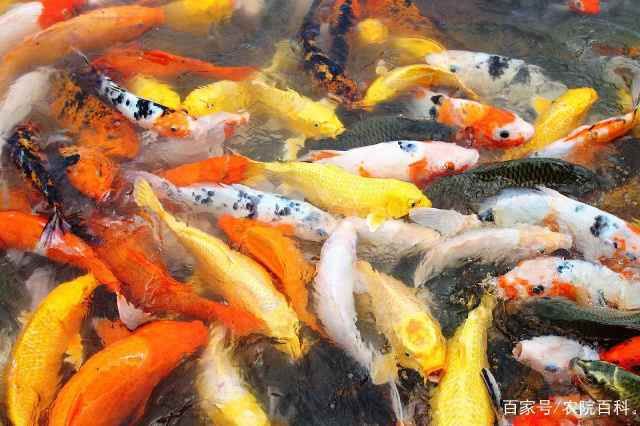 金龍魚白色的是什么魚：金龍魚中的白色品種是什么魚