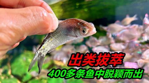 玻璃魚缸改造荷蘭豬家：如何將玻璃魚缸改造為荷蘭豬家 魚缸百科 第3張