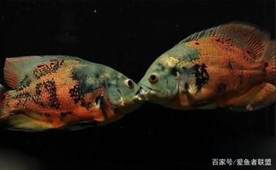 地圖魚跟龍魚混養(yǎng)：地圖魚與龍魚混養(yǎng)的注意事項(xiàng)