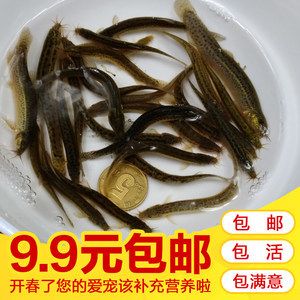 龍魚(yú)總是在一個(gè)地方不游動(dòng)：龍魚(yú)總是在一個(gè)地方不游動(dòng)可能有多種原因以下可能 龍魚(yú)百科 第2張