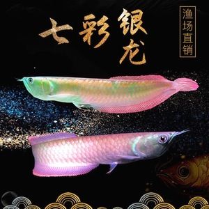 金龍魚比招財魚少24條：如果金龍魚比招財魚少24條 龍魚百科 第3張