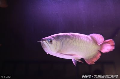 龍魚(yú)魚(yú)缸底色和背景色一樣嗎怎么回事：龍魚(yú)魚(yú)缸底色和背景色一樣嗎 龍魚(yú)百科 第2張