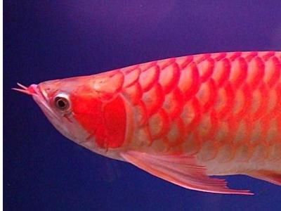 金龍魚(yú)花怎么養(yǎng)：金魚(yú)花怎么養(yǎng)，金魚(yú)花的養(yǎng)殖方法