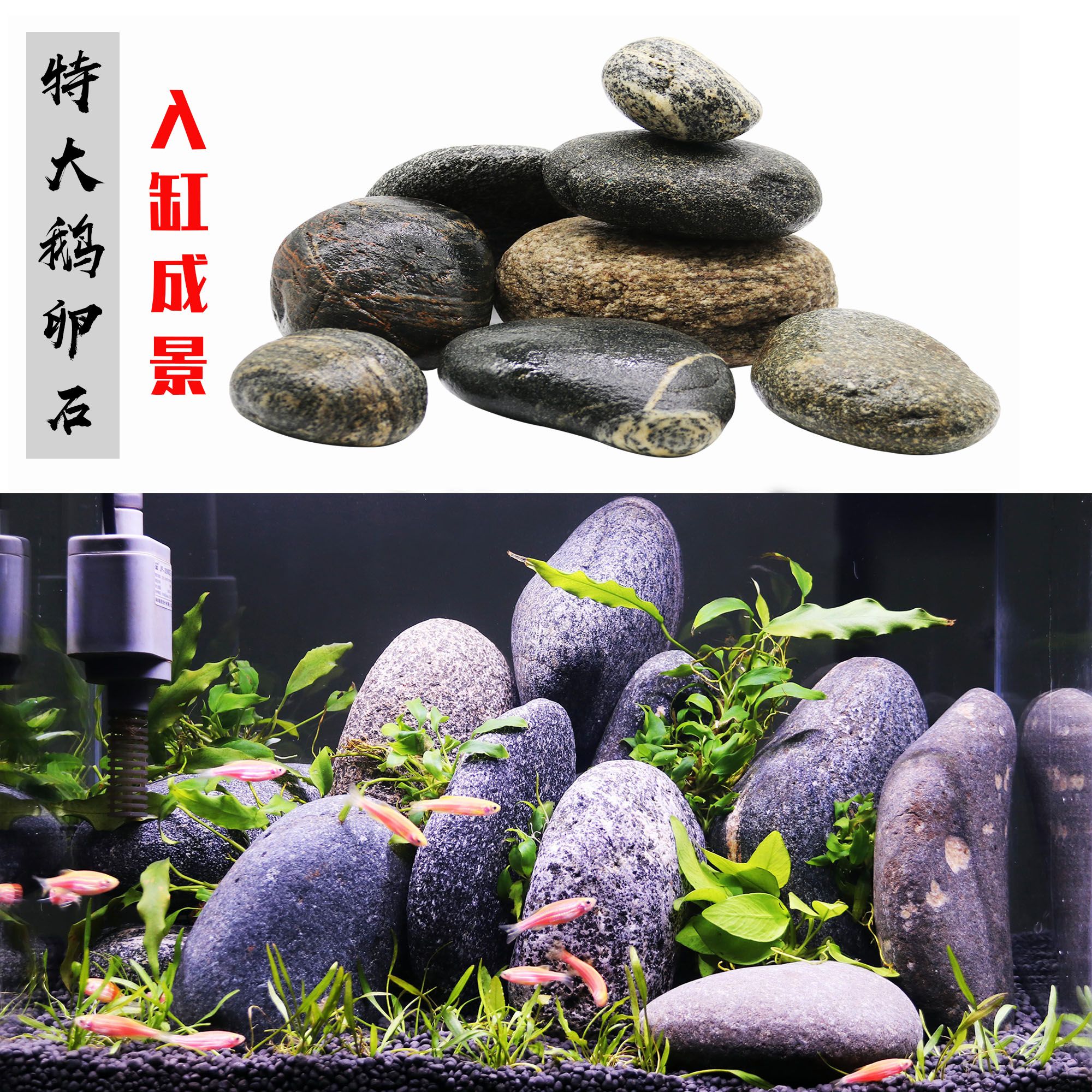 鵝卵石魚(yú)缸造景視頻：鵝卵石魚(yú)缸造景的養(yǎng)護(hù)技巧鵝卵石魚(yú)缸養(yǎng)護(hù)技巧 魚(yú)缸百科 第4張