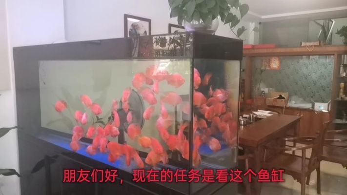 大型魚缸怎么搬運(yùn)好看視頻：大型魚缸搬運(yùn)技巧 魚缸百科 第1張