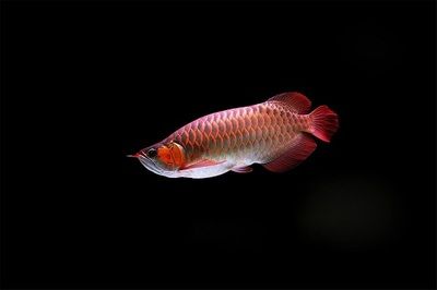 紅龍魚(yú)不紅的原因分析