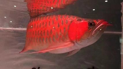 紅龍魚挑選技巧圖解：挑選紅龍魚時應(yīng)注意的幾個方面，紅龍魚挑選技巧圖解