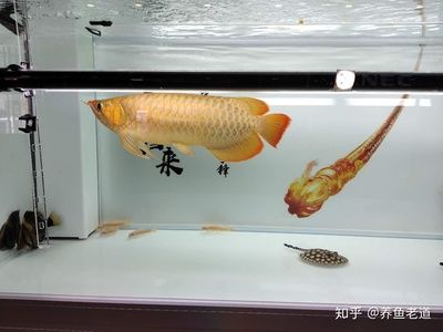 2條龍魚(yú)混養(yǎng)可以嗎：2條龍魚(yú)混養(yǎng)可以嗎2條龍魚(yú)混養(yǎng)可以嗎，建議您謹(jǐn)慎考慮