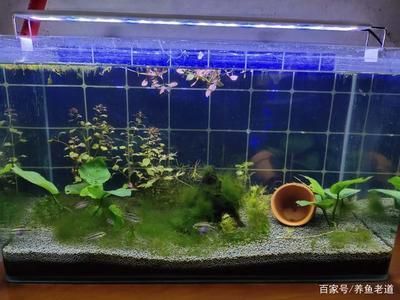 大型魚缸魚搭配圖：大型魚缸養(yǎng)護技巧 魚缸百科 第1張