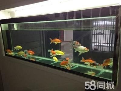 八百的魚缸能養(yǎng)幾條魚：800cm長(zhǎng)的魚缸能養(yǎng)多少條魚取決于多種因素 魚缸百科 第4張