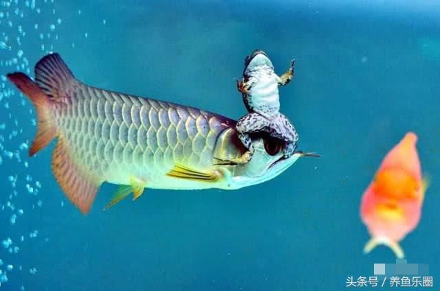 為什么喜歡龍魚的原因：為什么人們喜歡龍魚？ 龍魚百科 第2張