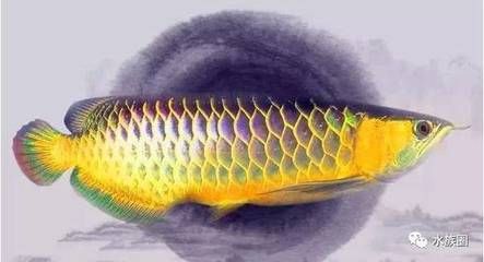 為什么喜歡龍魚的原因：為什么人們喜歡龍魚？ 龍魚百科 第3張