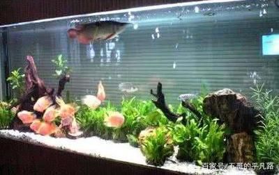 大大的魚缸里有幾條金魚在游動把畫面寫具體：金魚們在魚缸里自由自由自在地游動 魚缸百科 第3張