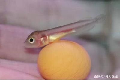 小龍魚(yú)又叫什么魚(yú)會(huì)下蛋呢：小龍魚(yú)會(huì)下蛋嗎