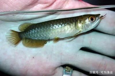 小龍魚(yú)又叫什么魚(yú)會(huì)下蛋呢：小龍魚(yú)會(huì)下蛋嗎