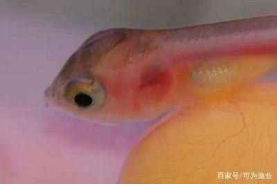 小龍魚(yú)又叫什么魚(yú)會(huì)下蛋呢：小龍魚(yú)會(huì)下蛋嗎