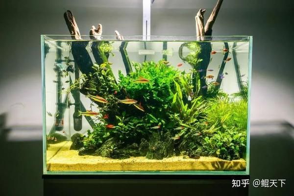 大魚缸清理糞便妙招：如何清理大魚缸糞便 魚缸百科 第1張