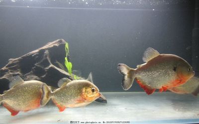 紅腹水虎和龍魚混養(yǎng)：紅腹水虎魚和龍魚可以混養(yǎng)嗎？