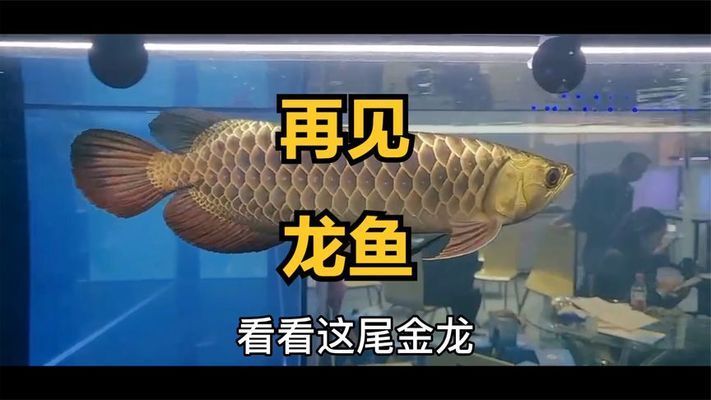 龍魚寓意的優(yōu)美句子有哪些三年級(jí)：三年級(jí)龍魚寓意的優(yōu)美句子有哪些三年級(jí)學(xué)生了解和學(xué)習(xí) 龍魚百科 第2張