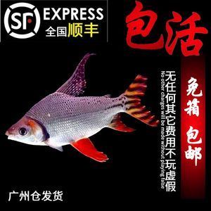 紅龍魚側線發(fā)黑：紅龍魚側線發(fā)黑可能是由于多種因素引起的