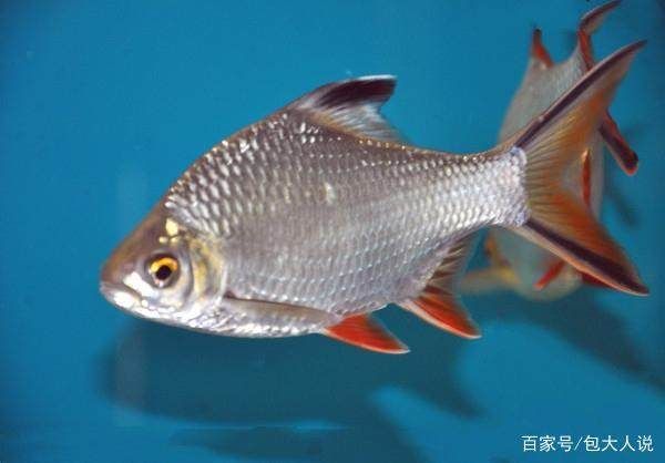 泰國(guó)鯽配龍魚：泰國(guó)鯽魚與龍魚混養(yǎng)時(shí)需要考慮幾個(gè)關(guān)鍵因素 龍魚百科 第2張