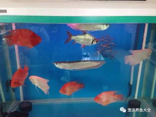 有龍須的魚：銀龍魚和鸚鵡魚混養(yǎng)的注意事項(xiàng) 龍魚百科