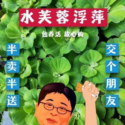 草金魚買多大的魚缸：草金魚的飼養(yǎng)方法