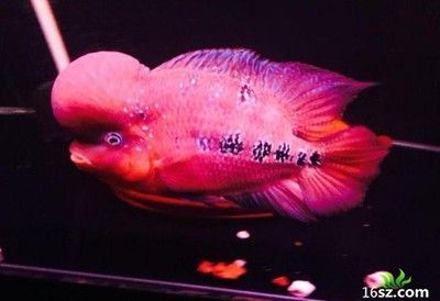 龍魚可以喂紅蟲嗎？：龍魚可以喂紅蟲嗎 龍魚百科 第3張