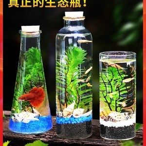 斗魚(yú)缸裝飾千萬(wàn)別放陶飾：關(guān)于斗魚(yú)缸裝飾的一些建議