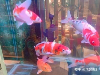 龍魚的配魚單數(shù)還是雙數(shù)