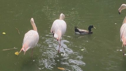 魚龍是什么動物園：魚龍是一種已經滅絕的海洋爬行動物，生活在侏羅紀和白堊紀時期 龍魚百科 第3張