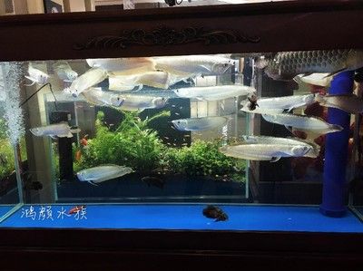 金龍魚觀賞魚在哪買：金龍魚觀賞魚在哪買金龍魚觀賞魚在哪買