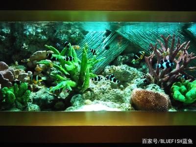 打造魚缸生態(tài)圈的方法有哪些：如何打造一個生態(tài)魚缸生態(tài)圈