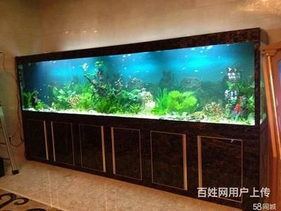 打造魚缸生態(tài)圈的方法有哪些：如何打造一個生態(tài)魚缸生態(tài)圈