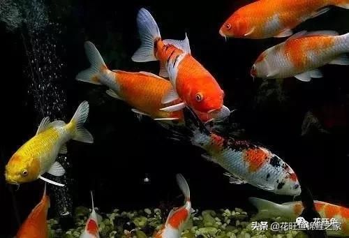 大魚缸換水可以直接用自來水嗎為什么不換水 魚缸百科 第4張