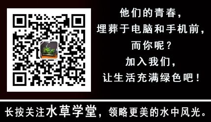 吃魚缸褐藻的都有哪些：哪些魚類能夠吃褐藻？ 魚缸百科 第2張