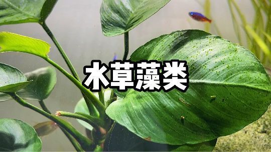 吃魚缸褐藻的都有哪些：哪些魚類能夠吃褐藻？ 魚缸百科 第1張