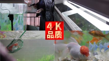 安裝魚缸的視頻：魚缸安裝方法和技巧 魚缸百科 第4張