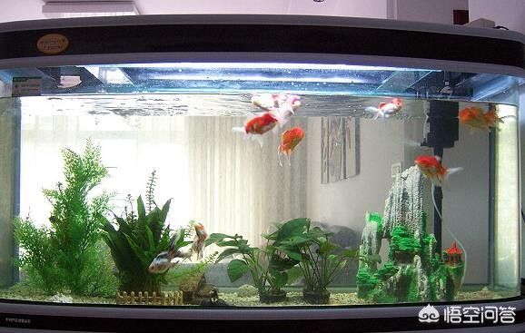 1.8米魚缸可以養(yǎng)幾條錦鯉魚