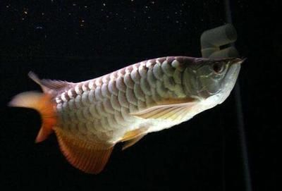 金龍魚(yú)要什么燈光才發(fā)色快：金龍魚(yú)的發(fā)色和燈光的選擇