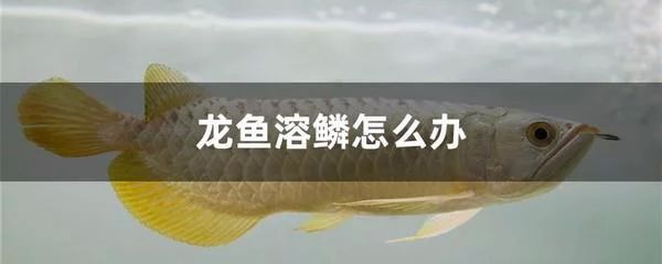 龍魚對水流速度的要求是多少：龍魚對水流速度的要求是多少呢？