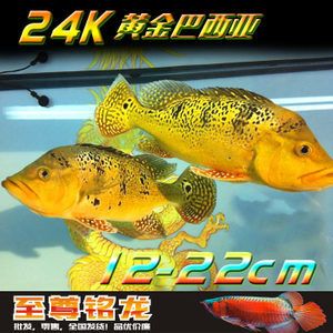 龍魚配魚推薦什么魚苗：適合與龍魚混養(yǎng)的魚苗推薦， 龍魚百科 第1張