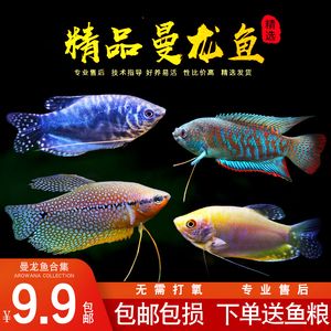 龍魚配魚推薦什么魚苗：適合與龍魚混養(yǎng)的魚苗推薦， 龍魚百科 第3張