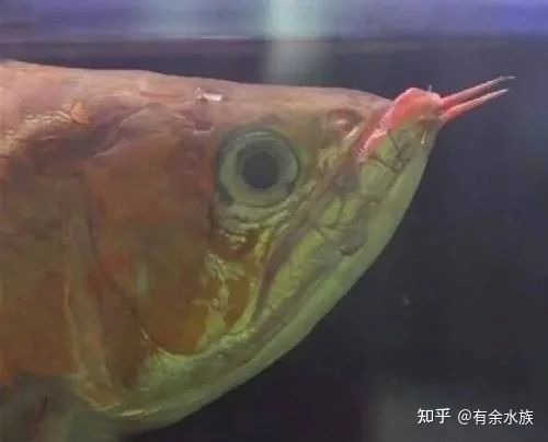 龍魚兜嘴手術(shù)康復(fù)后照片：關(guān)于龍魚兜嘴手術(shù)康復(fù)后照片 龍魚百科 第3張