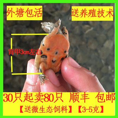 龍魚飼料改口訓食方法圖解：龍魚飼料改口訓食方法圖解龍魚飼料改口訓食方法圖解 龍魚百科 第1張