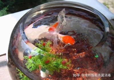 臭氧發(fā)生器魚缸養(yǎng)魚：臭氧發(fā)生器在養(yǎng)魚中的應用 魚缸百科 第3張