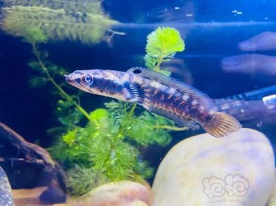 血斑一型雷龍魚保護(hù)色：血斑一型雷龍魚的保護(hù)色