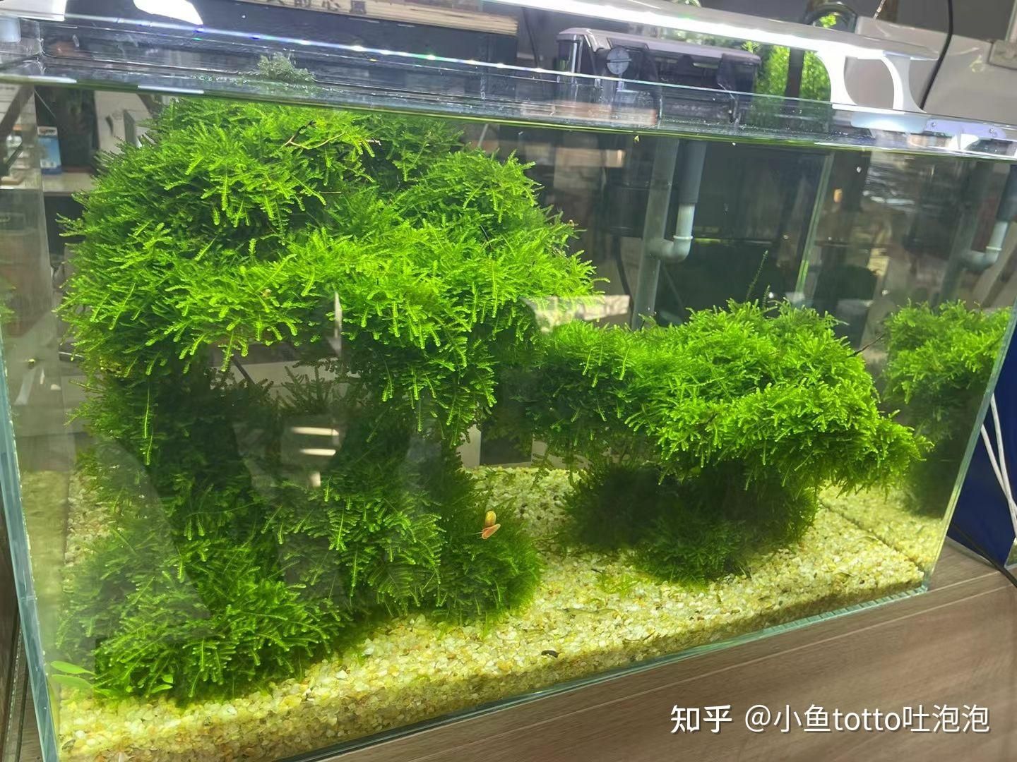 比較好養(yǎng)、好看的魚缸水草：皇冠草的養(yǎng)護(hù)方法